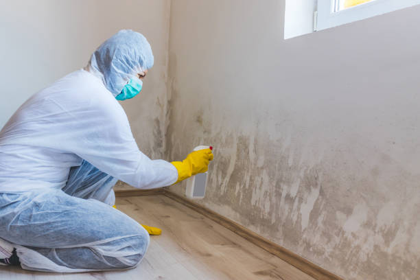 Licensed Black Mold Removal service in Friendship, MD - WQB Mold Removal