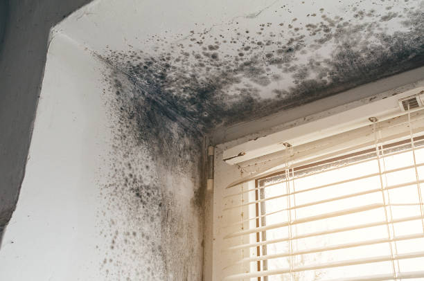Affordable Black Mold Removal solutions in Friendship, MD