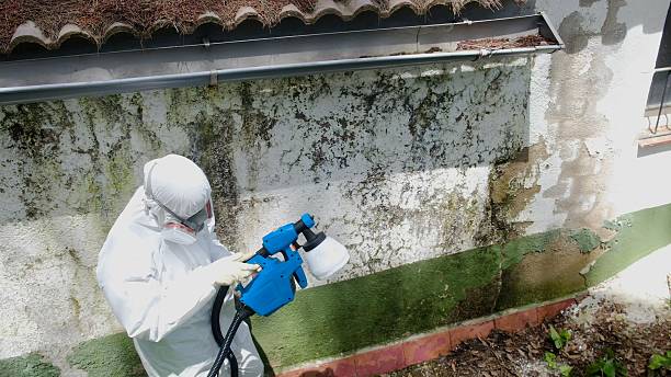 Top rated local Black Mold Removal specialists in Friendship, MD